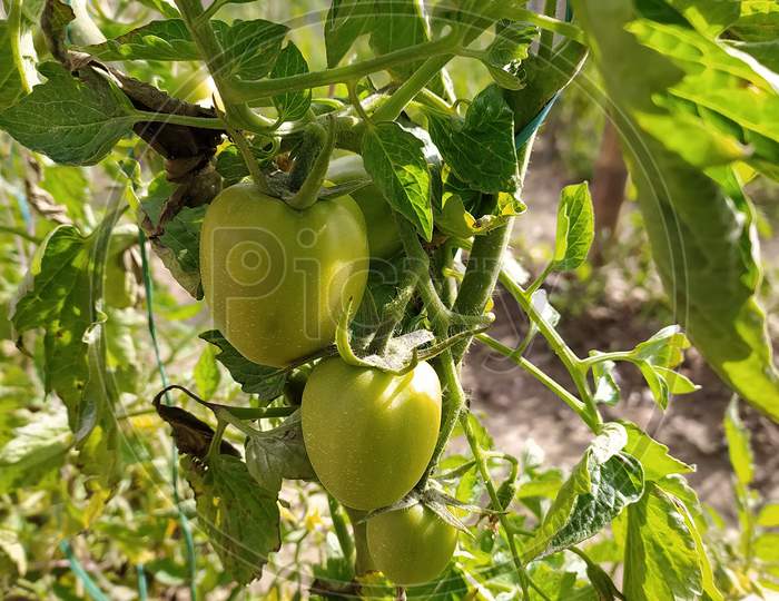 Tomato Plant Closeup In an Agricultural field