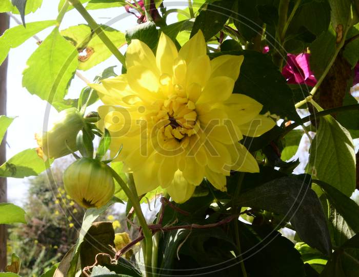Beautiful yellow flower in the garden