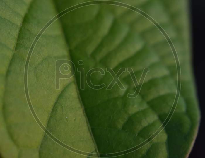 close up of green leaf with blur background