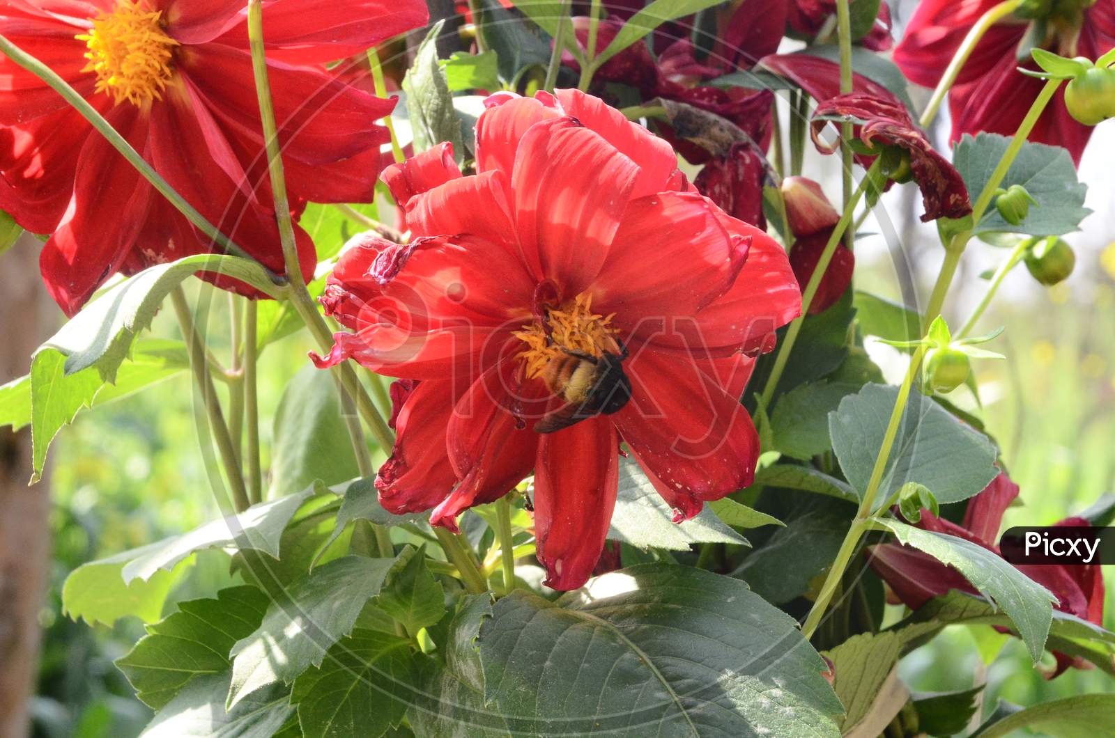 Beautiful red flower in the garden