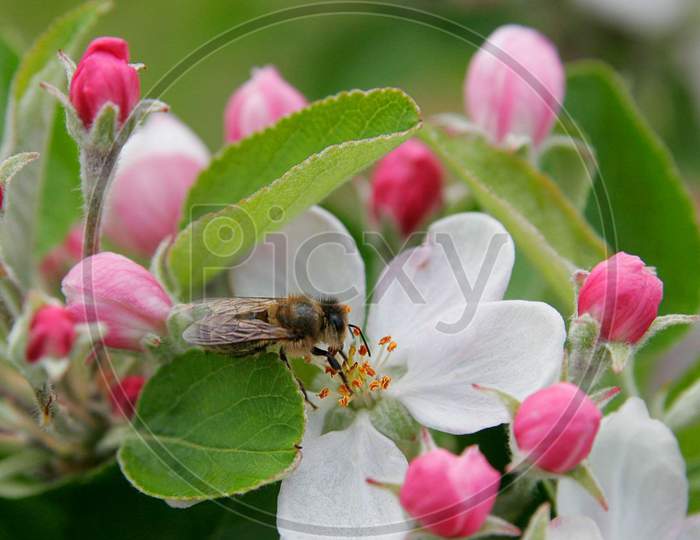 Flower Blossom in apple orchads