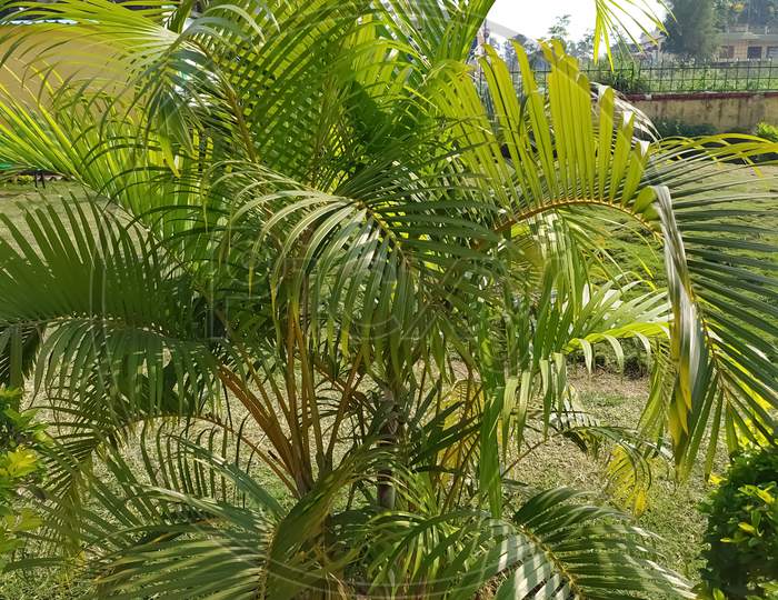 The Areca Palm (Dypsis lutescens) is a wonderful choice of indoor palm tree, but they are usually short-lived. This plants can be grown indoors and outdoor.