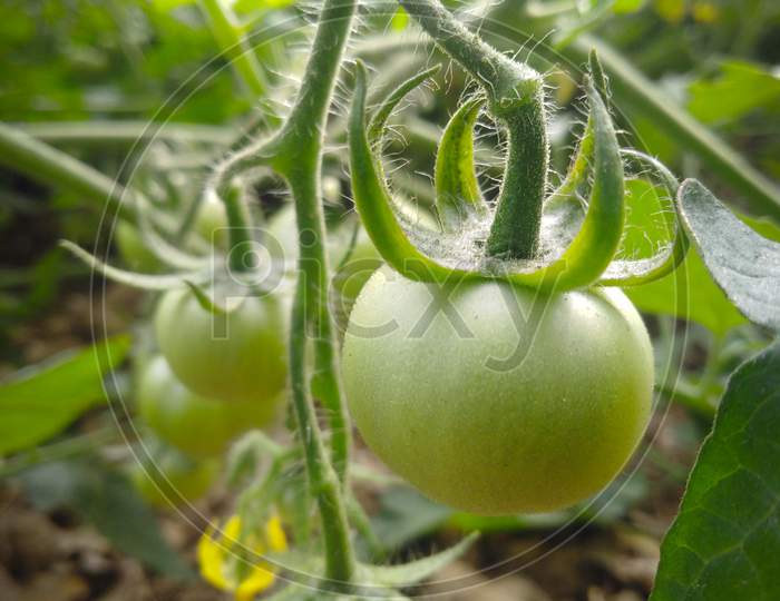 Tomato farming in the agricultur field