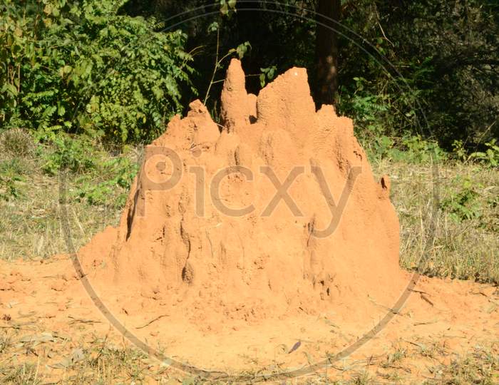 Ant Hill Where Snakes Live