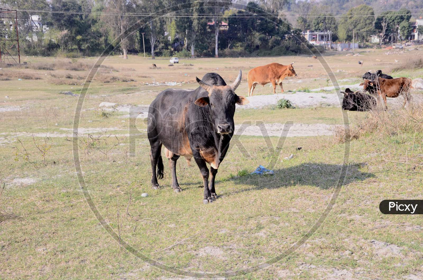 Black Cow Look Towards Camera Himachal Pradesh India 