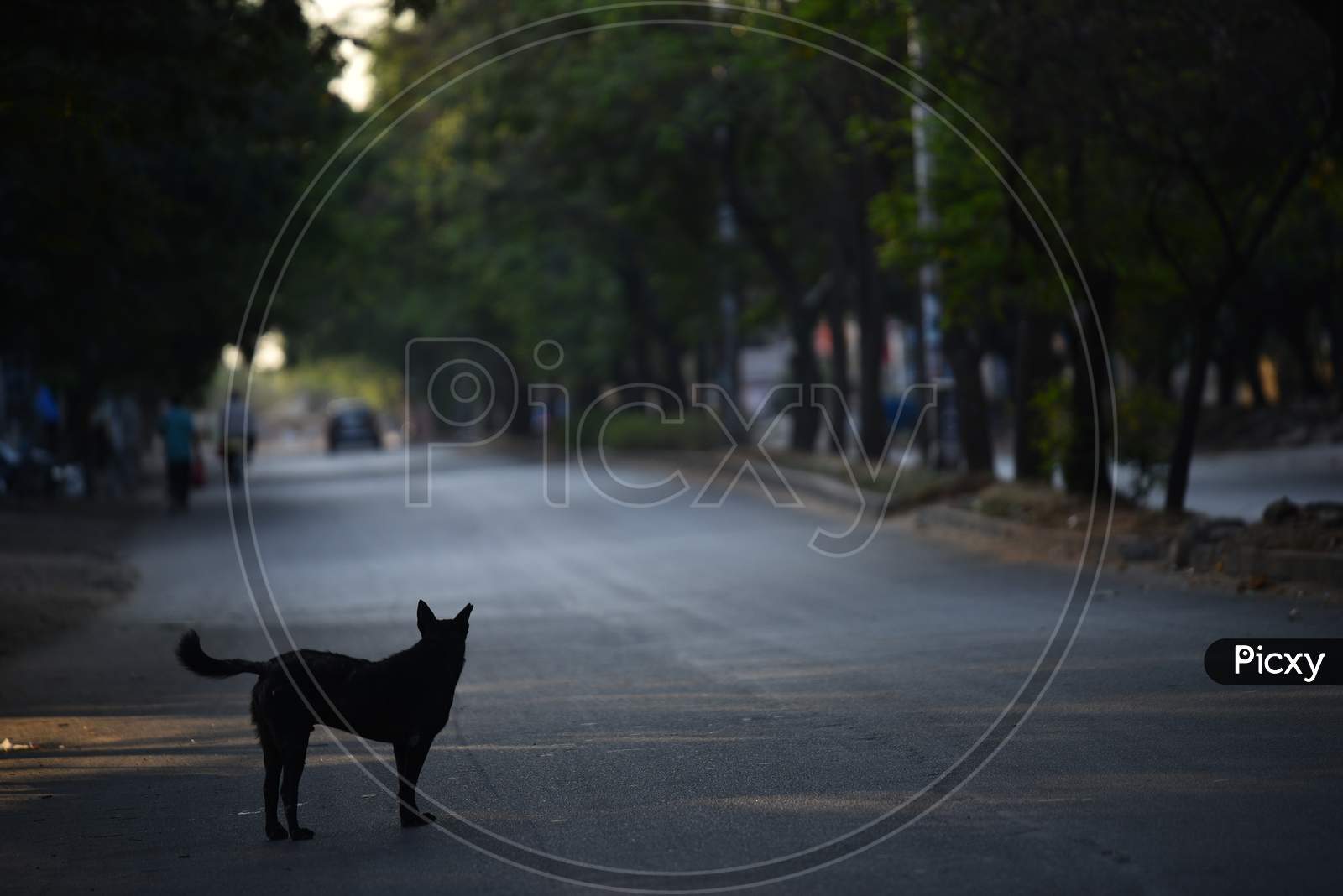 A stray dog looks at an almost empty street during nationwide lockdown amid coronavirus pandemic, March,2020