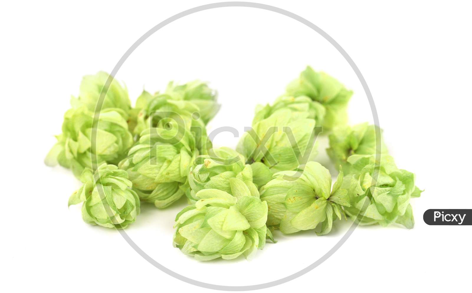 Closeup Of Hop. Isolated On A White Background.