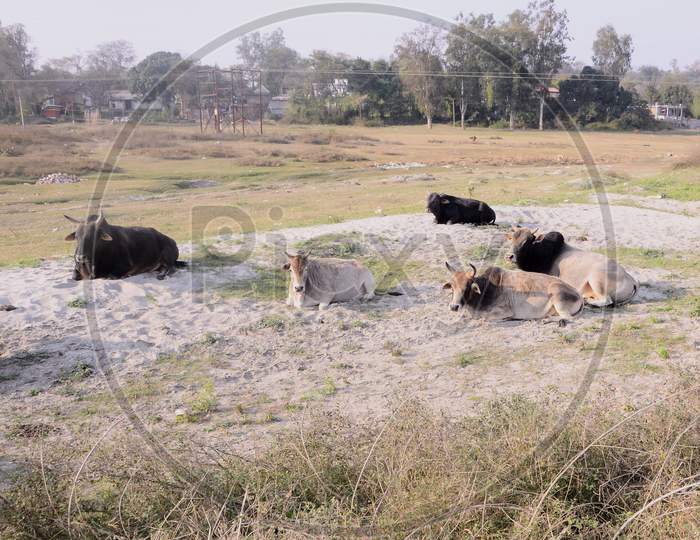 Group of Cows in Ground of River Beas Himachal Pradesh India  