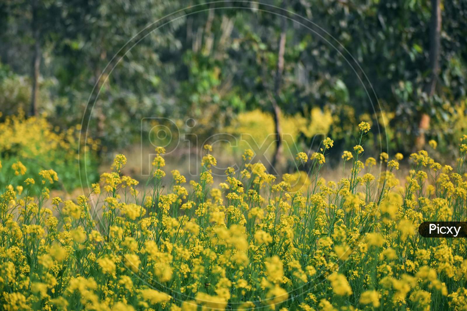 Green And Yellow Mustard Field Just Beside A Forest