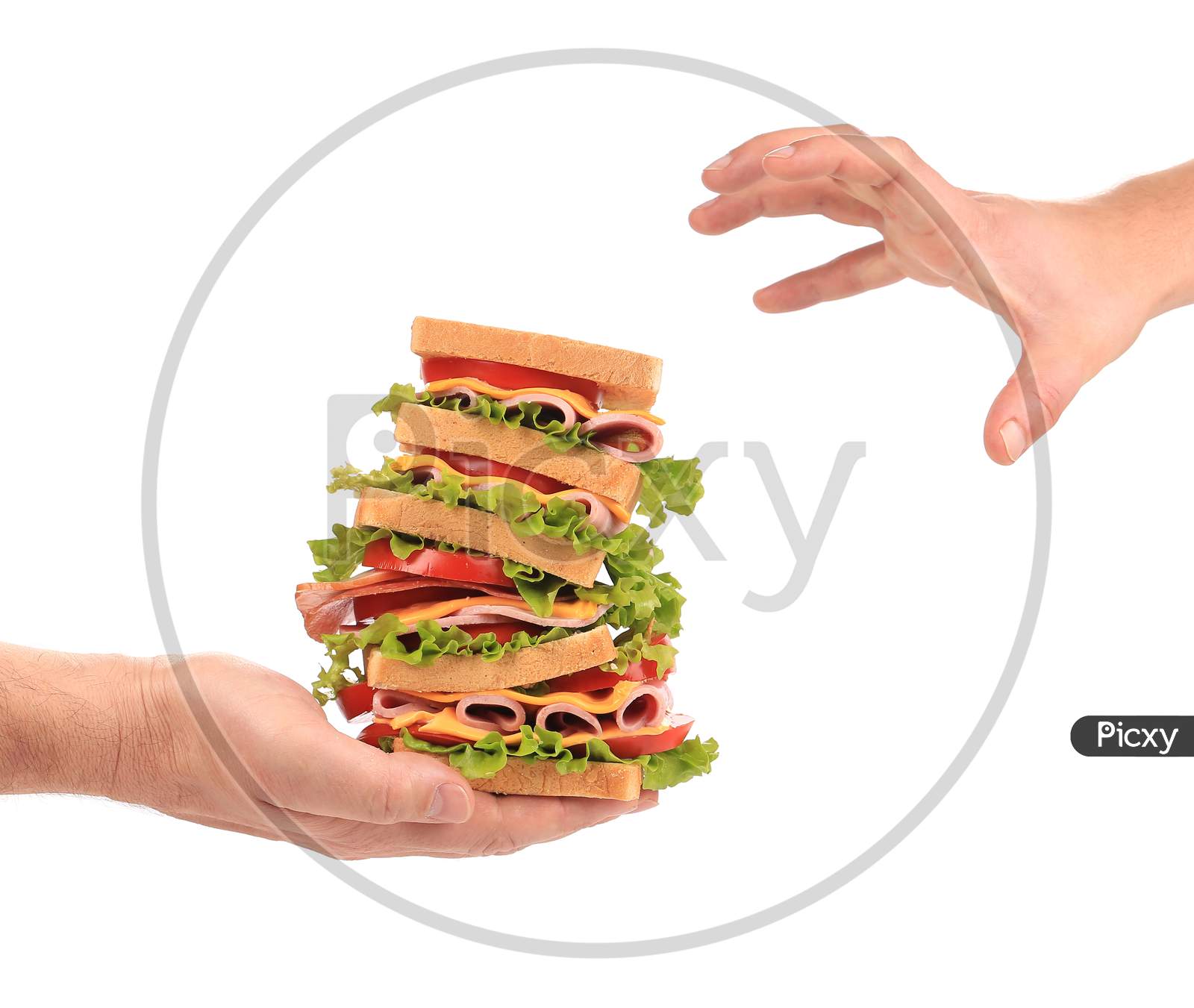 Big Fresh Sandwich In Hands. Isolated On A White Background.