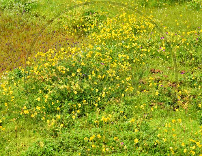 Seasonal Wild Flowers Blooming In Kaas Plateau , Satara City , Maharashtra