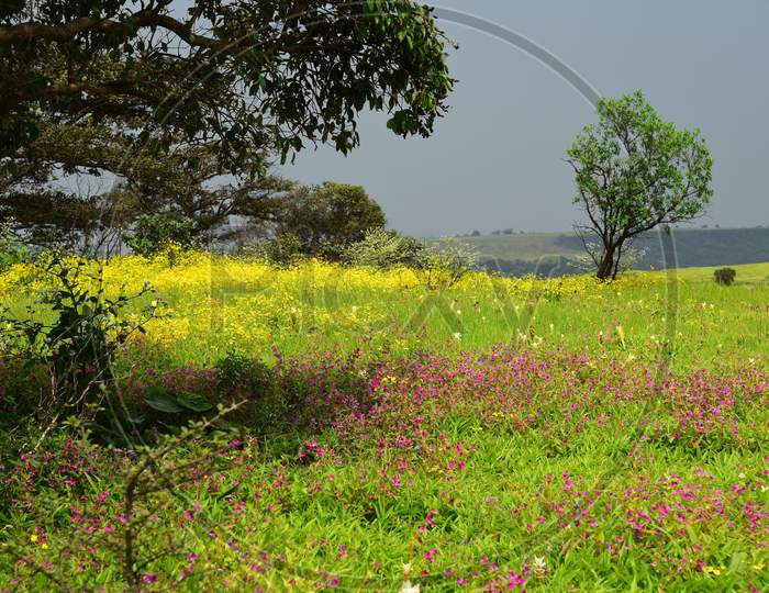 Landscape Of Kaas  Plateau With Beautiful Views Of Seasonal Wild Flowers Blooming  Plateaus
