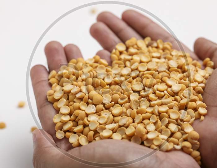 Dried Chickpea Lentils In Hand On White Background , Split Chickpea Also Know As Chana Dal ,