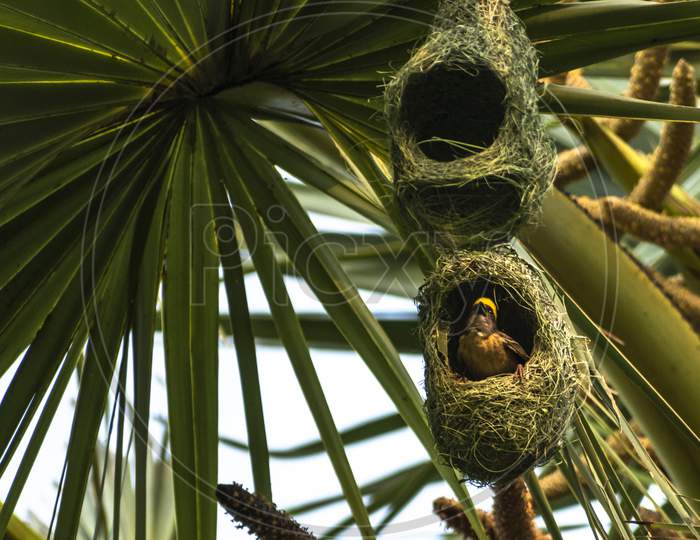 Nests of a baya weaver colony suspended from a palm tree, India