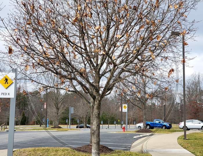Tree with fall leaves in parking lot