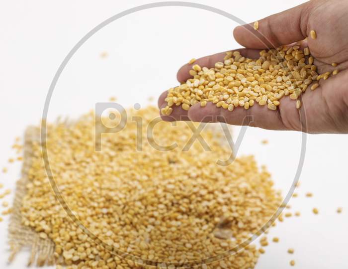 Yellow Moong Mung Dal Lentil Pulse Bean In Hand On White Background ,