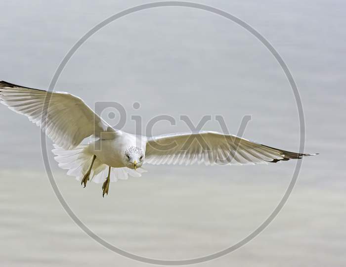 Seagull In Flight Over Water