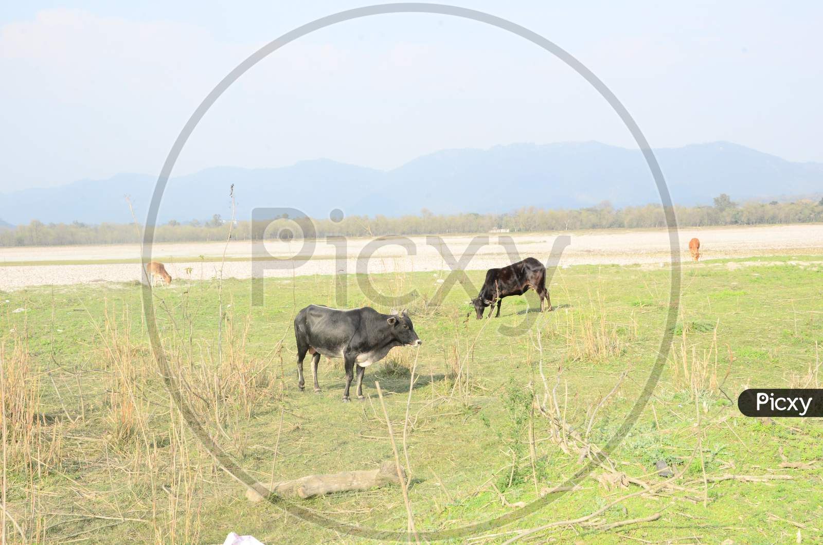 Group Of Cows In Ground Of Kaloor Himachal Pradesh India
