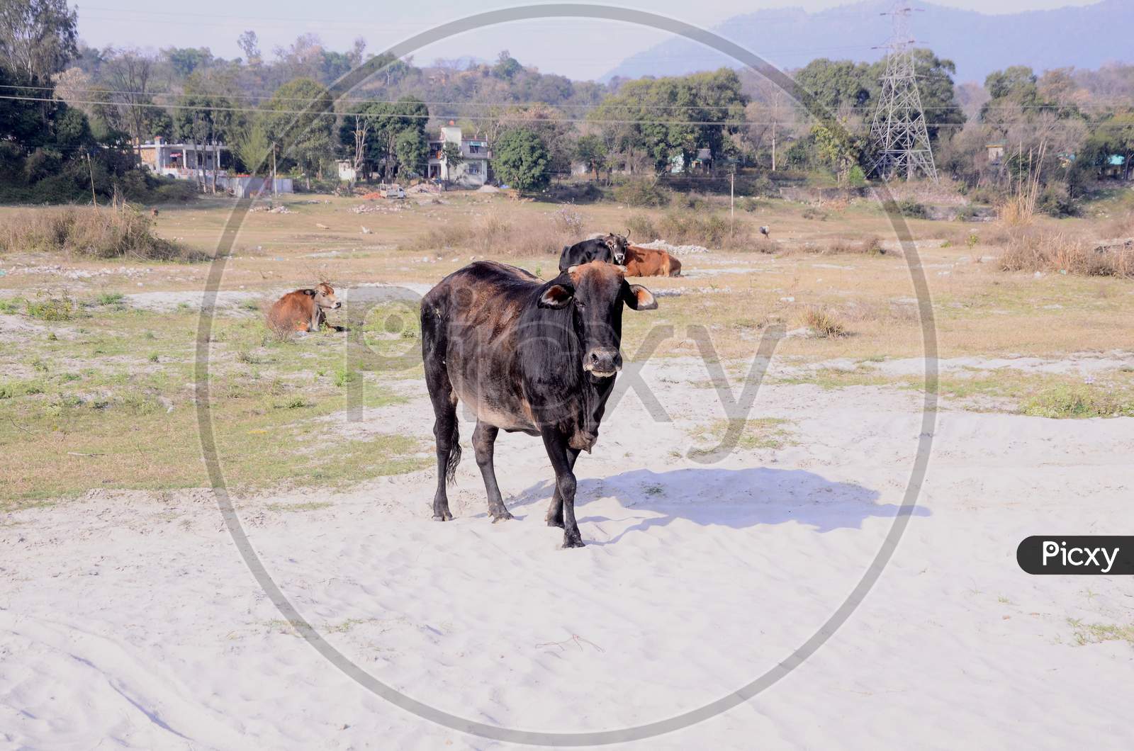 Black Cow Look Towards Camera Himachal Pradesh India
