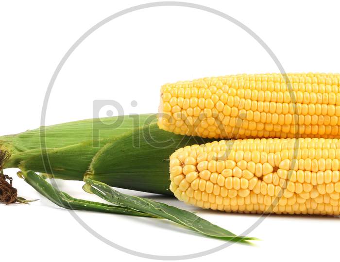 Close Up Of Fresh Corn Ears. Isolated On A White Background.