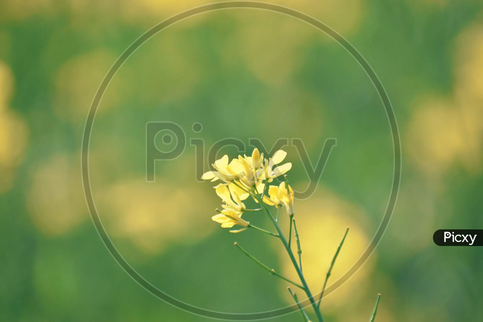 Selective Focus On A Mustard Flower With A Beautiful Bokeh Background Of Mustard Field