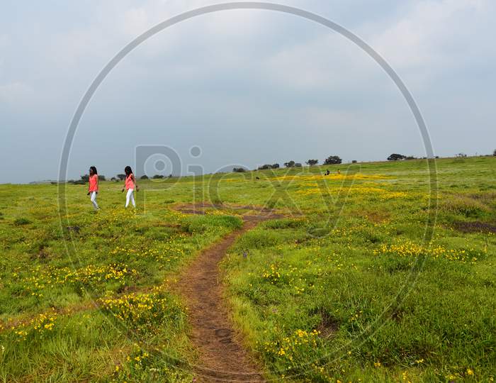 Visitors Or Tourists Enjoying The Landscape Views of Seasonal Wild Flowers Blooming  in Kaas Plateau, Maharashtra