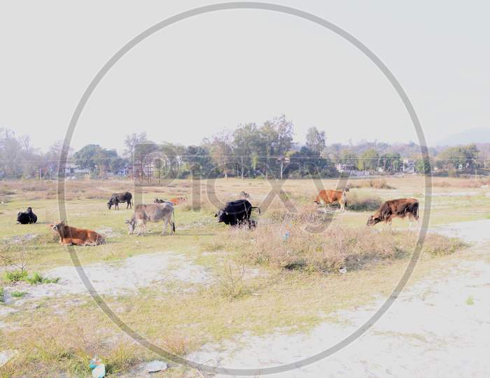 Group of Cows in Ground of River Beas Himachal Pradesh India