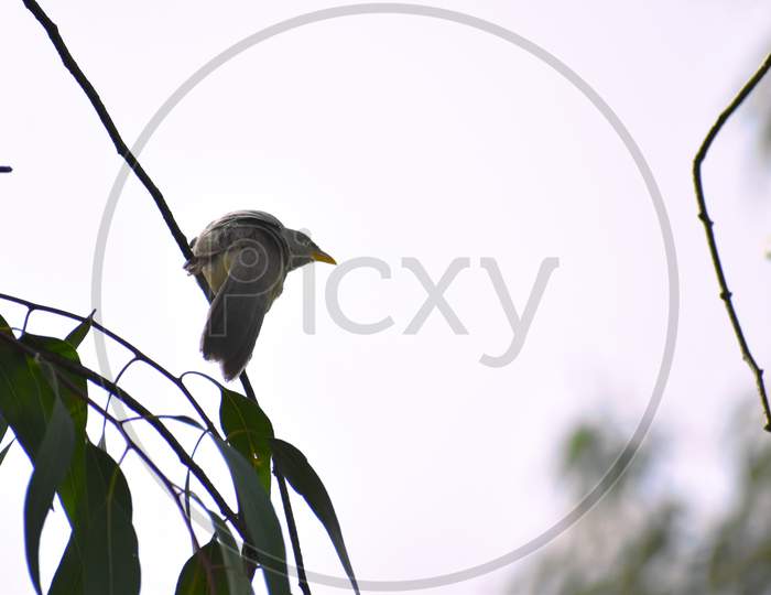 Jungle Babbler, A Bird Found In West Bengal ,Sitting On A Tree