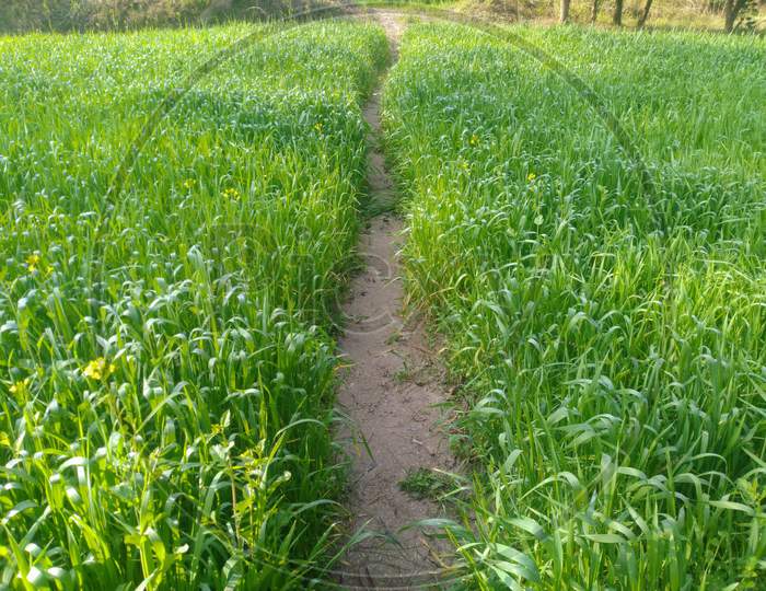 Human Path In Crop Field Nadaun Hamirpur Himachal Pradesh India