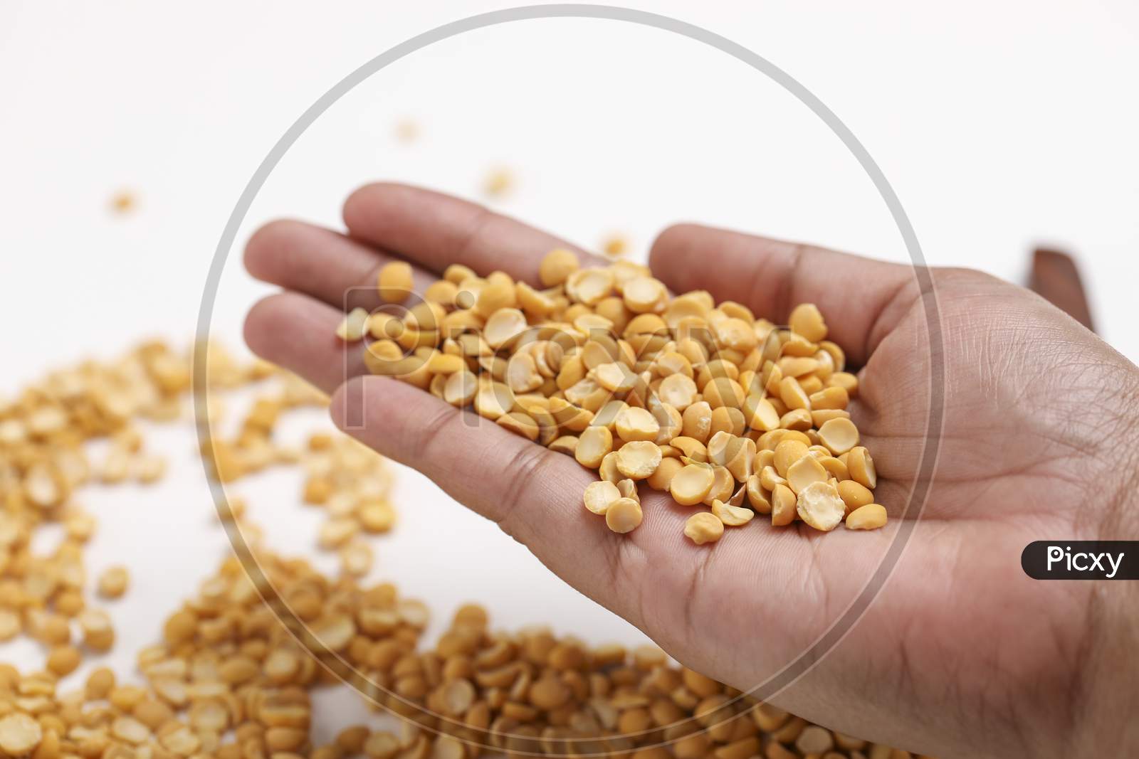 Dried Chickpea Lentils In Hand On White Background , Split Chickpea Also Know As Chana Dal ,