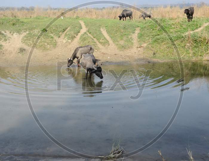 Animal Drinking Water In Pound India