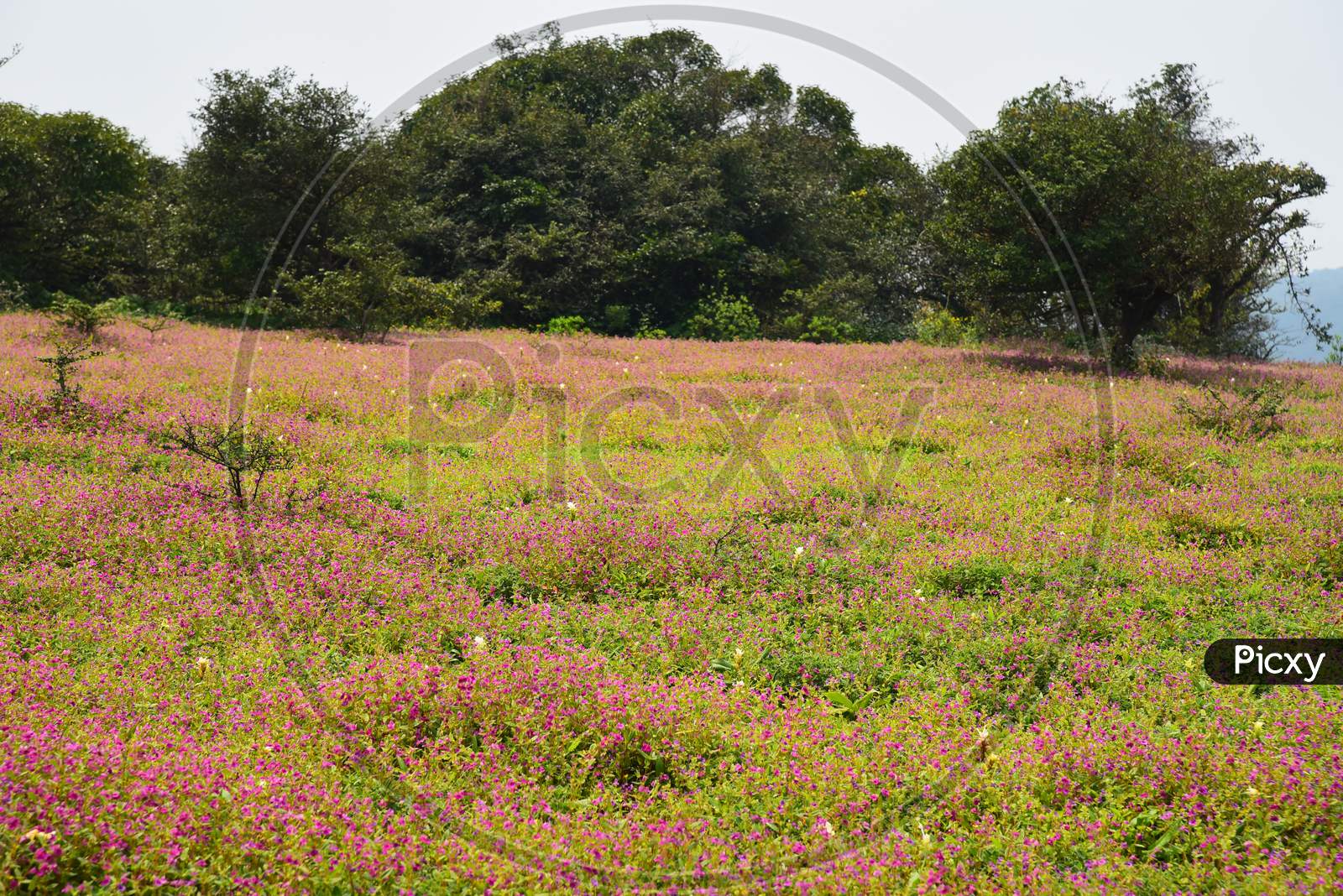 Seasonal Wild  Flowers Blooming in Kaas Plateau , Satara City , Maharashtra