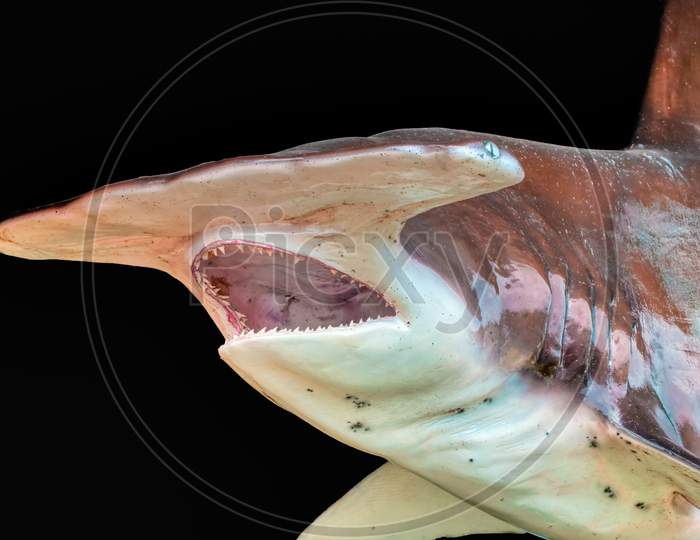 Hammerhead Shark Isolated On Black