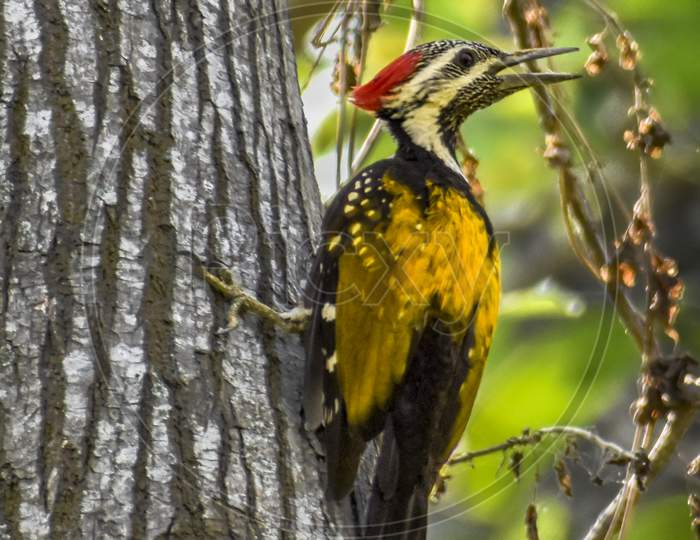 Image of a large golden-backed woodpecker