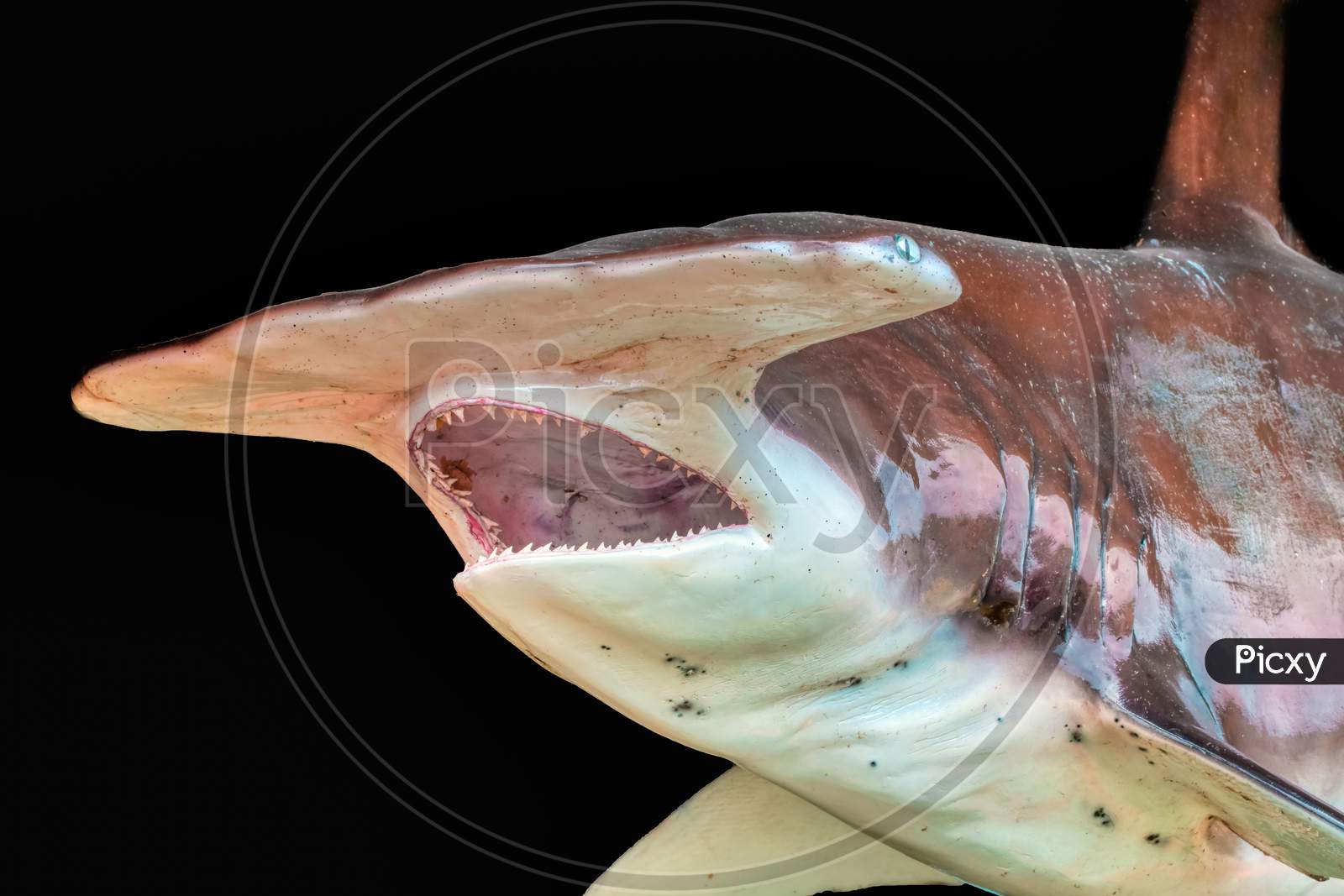 Hammerhead Shark Isolated On Black