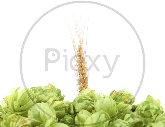 Closeup Of Hop And Wheat Ear. Isolated On A White Background.