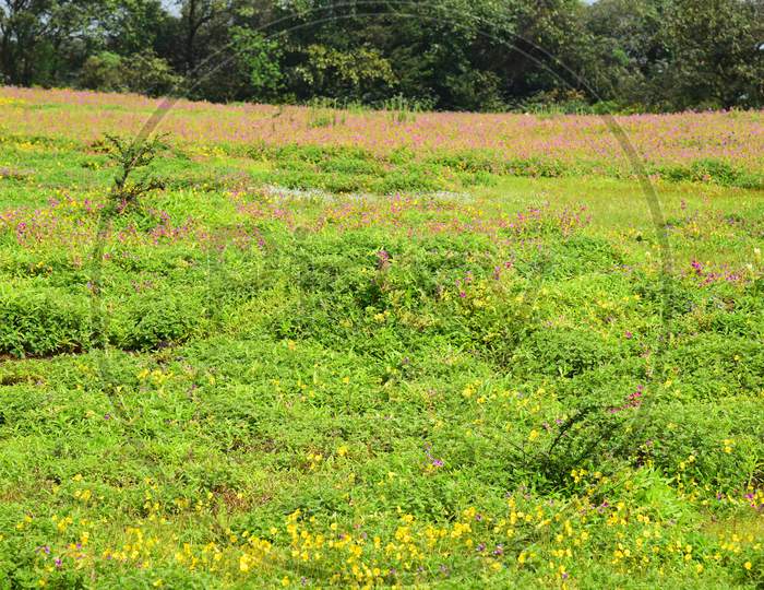Seasonal Wild Flowers Blooming In Kaas Plateau , Satara City , Maharashtra