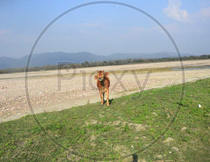 Brown Cow Looking In Camera At Ground Of Kaloor Himachal Pradesh India 
