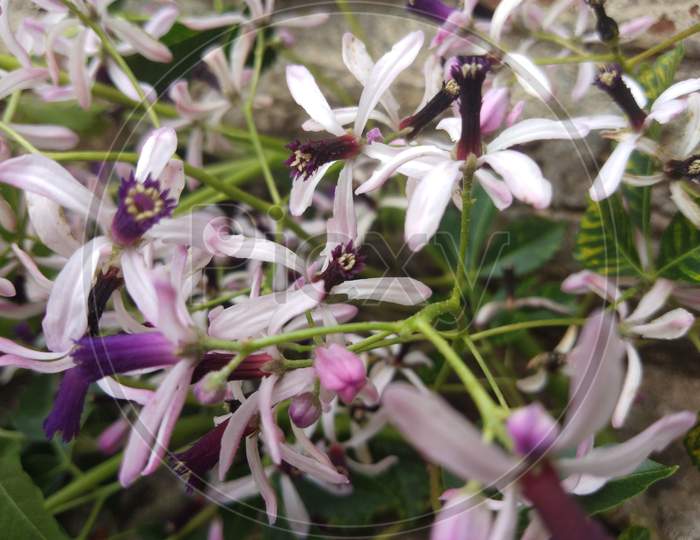 Melia azedarach, chinaberry tree flowers in spring season