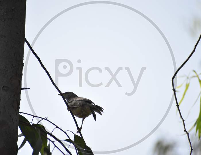 A Bird Sitting On A Tree ,Usually Found In West Bengal