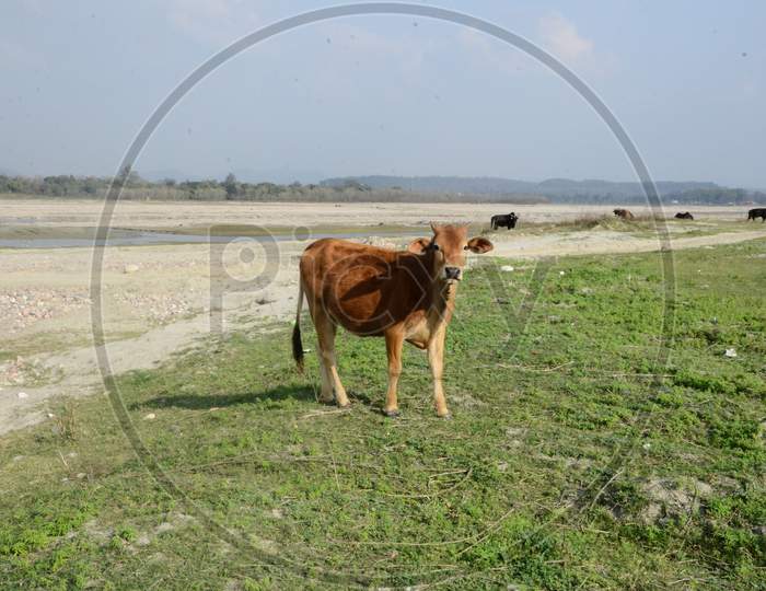 Brown Cow Looking In Camera At Ground Of Kaloor Himachal Pradesh India