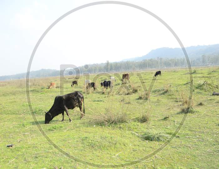 Group Of Cows In Ground Of Kaloor Himachal Pradesh India 