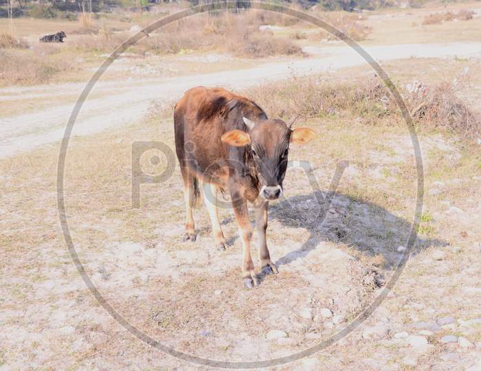 Brown Cow Look Towards Camera Himachal Pradesh India