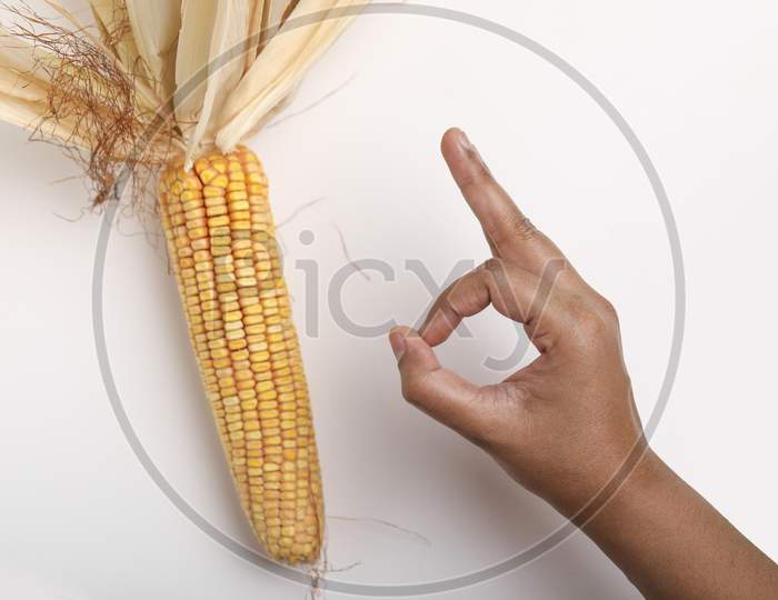 Dried Corn Seed On White Background. Grains Of Ripe Corn ,