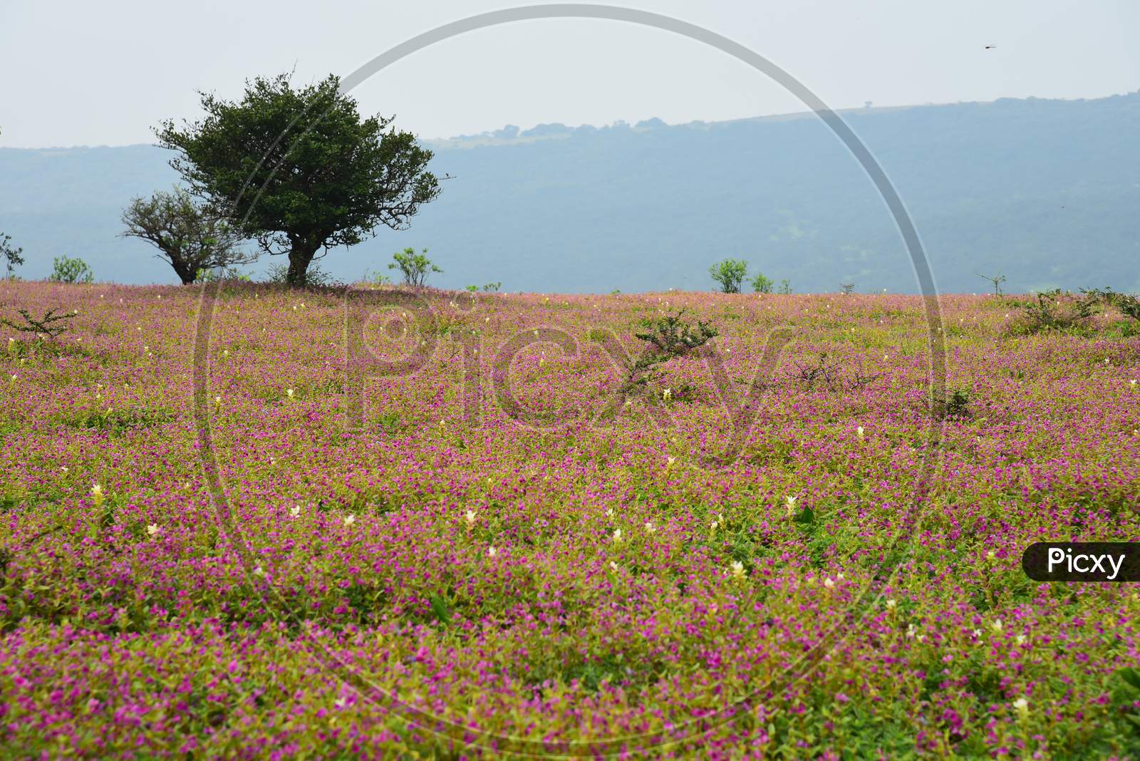 Seasonal Wild  Flowers Blooming in Kaas Plateau , Satara City , Maharashtra