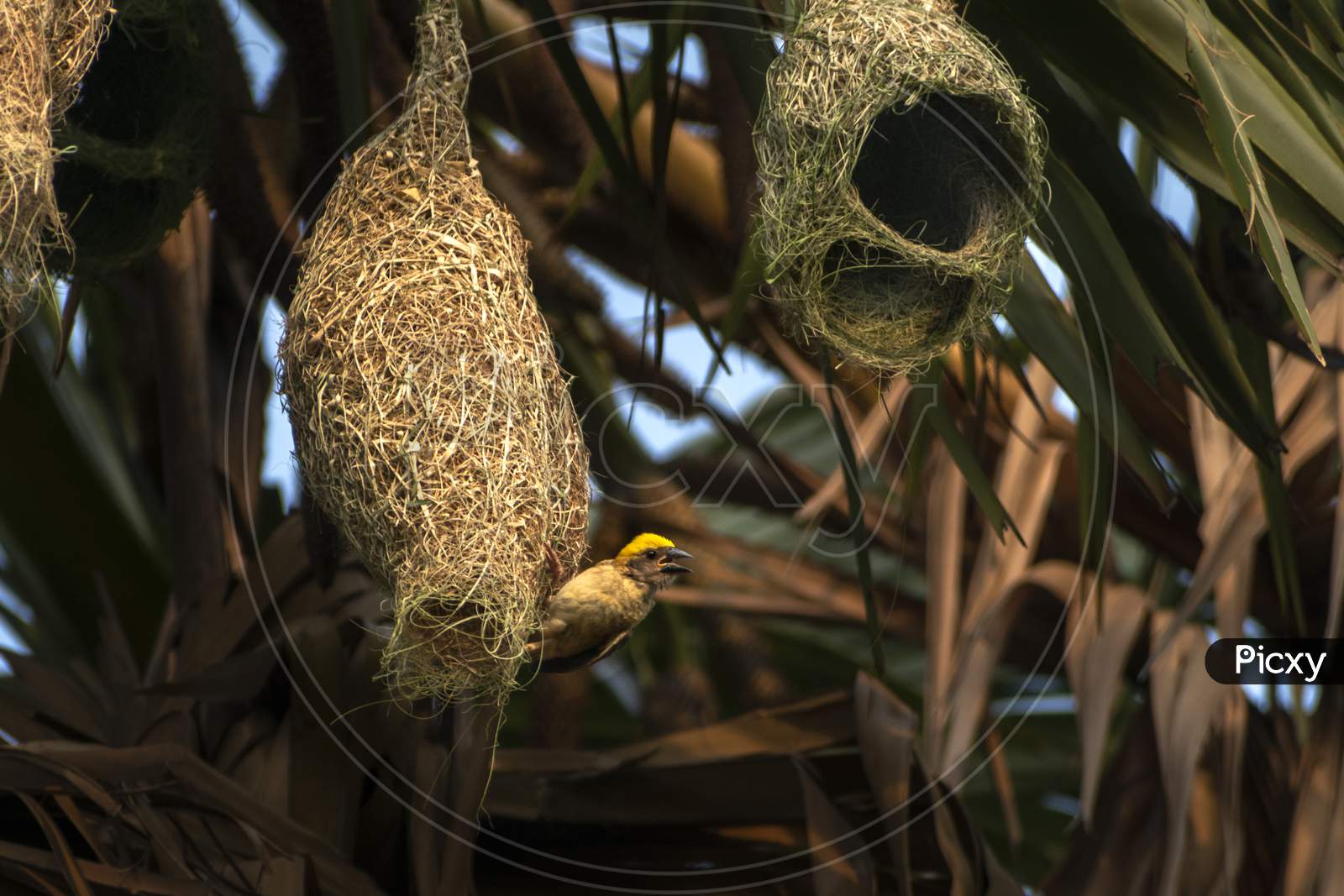 Nests of a baya weaver colony suspended from a palm tree, India