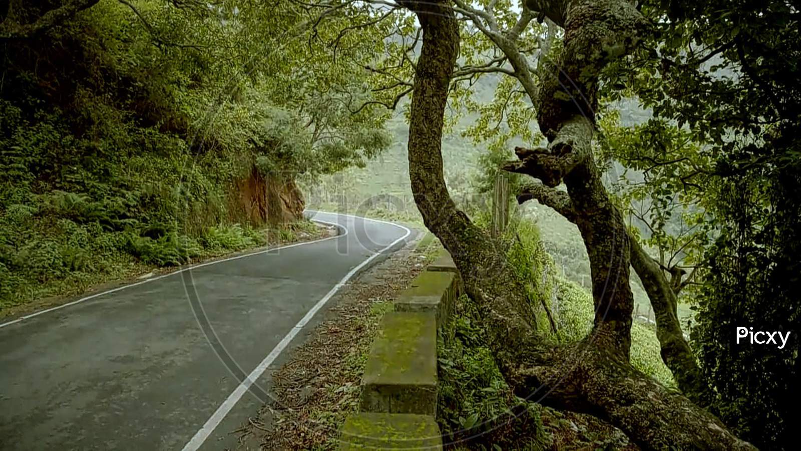 Road going between forest