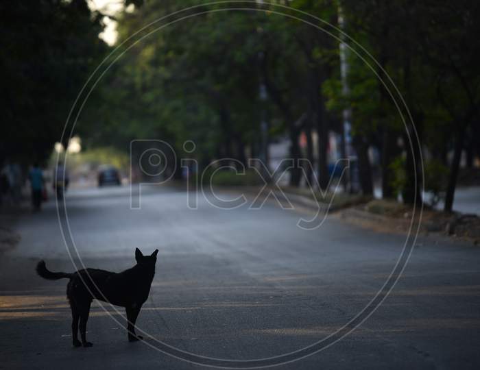 A stray dog looks at an almost empty street during nationwide lockdown amid coronavirus pandemic, March,2020