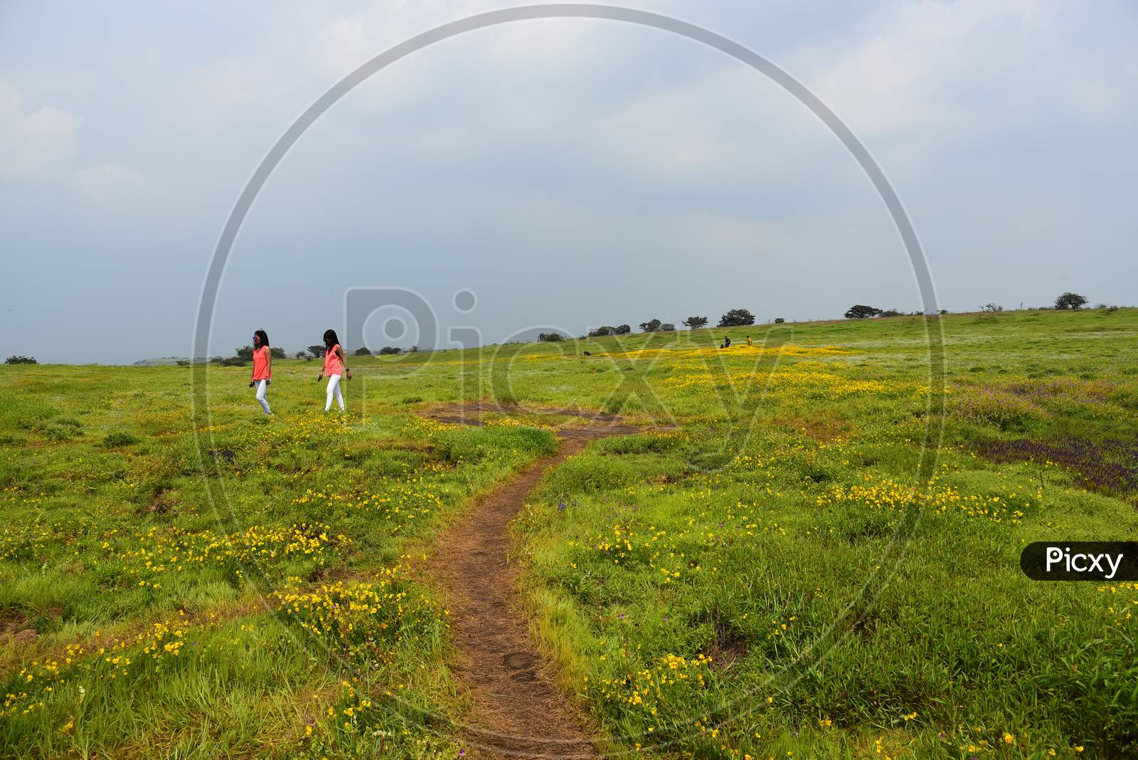 Visitors Or Tourists Enjoying The Landscape Views of Seasonal Wild Flowers Blooming  in Kaas Plateau, Maharashtra