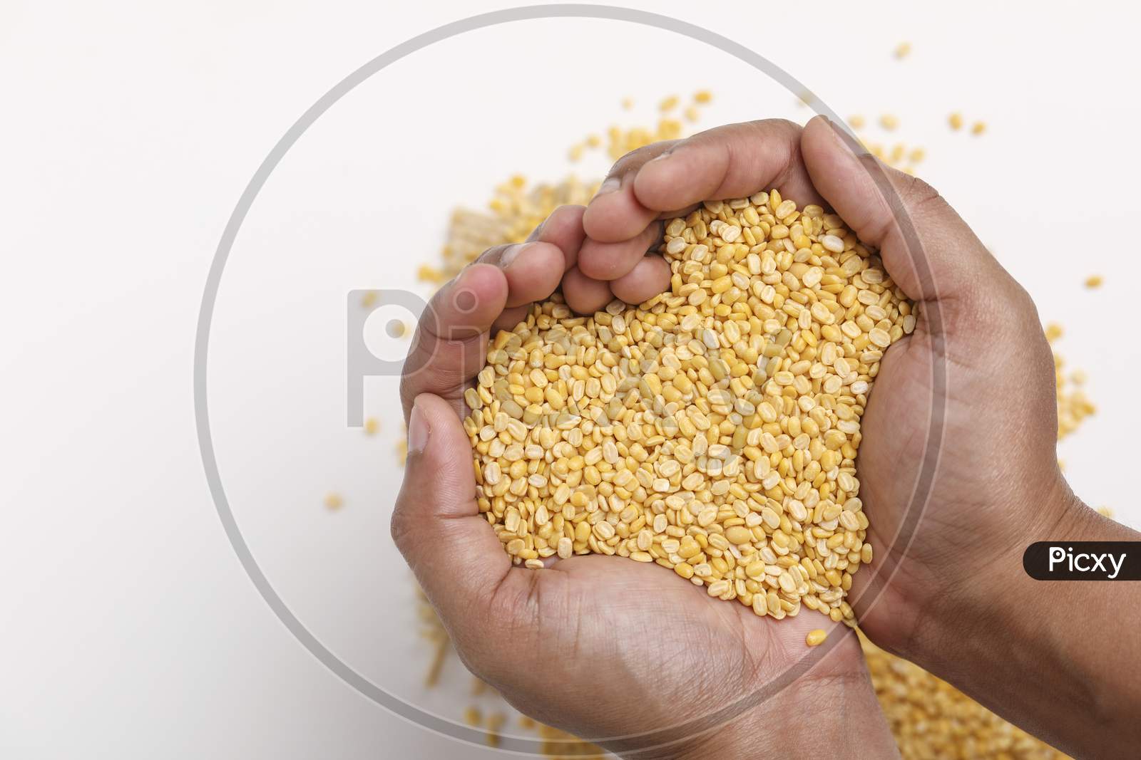 Yellow Moong Mung Dal Lentil Pulse Bean In Hand On White Background ,